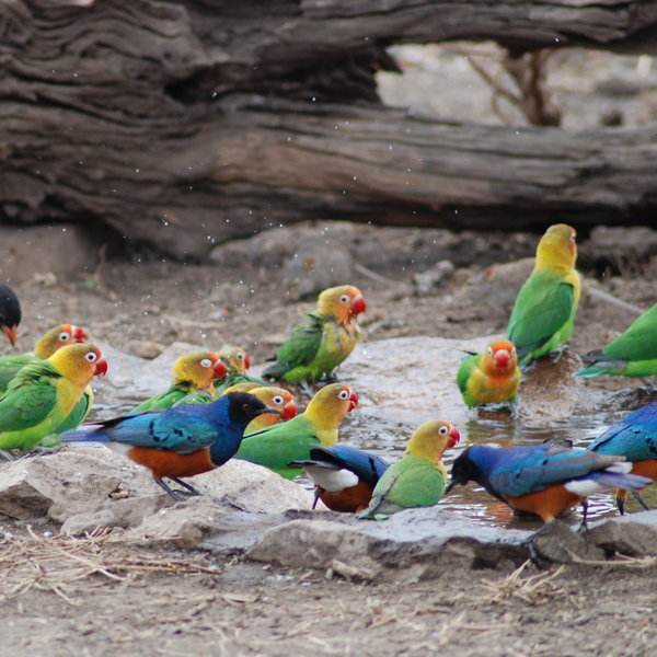 ... such as the brilliant birdlife...