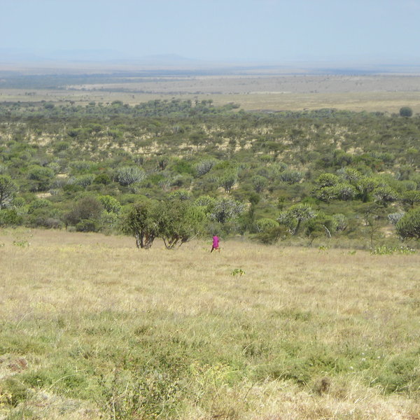 and a local Maasai may accompany you if you try some walking in the Loliondo Reserve.