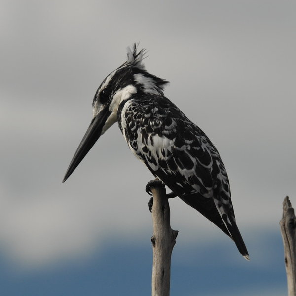 Travel by mokoro gives you time to observe the smaller wildife close-up ...