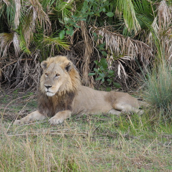 Lions are fairly common; a good guide will give you real insights into their behaviour.