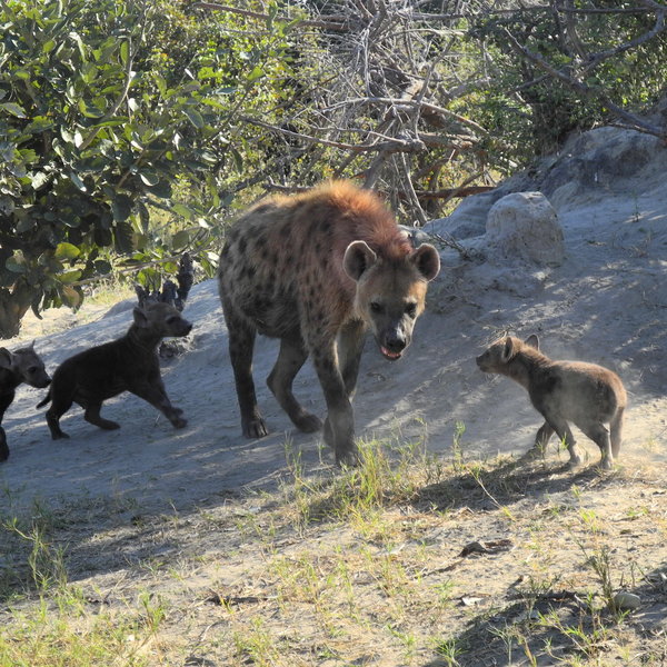 Another common large predator, also very social, is the spotted hyena ...