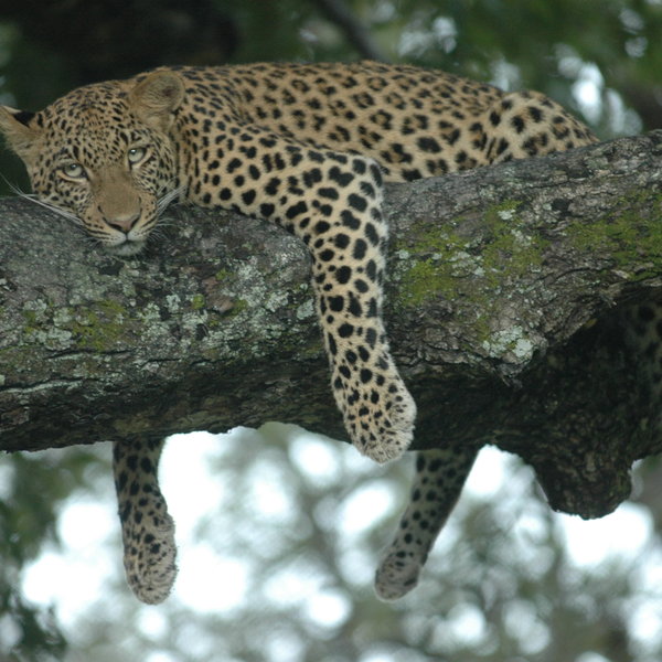 Dense, shady riverine forest is the ideal habitat for Botswana's many leopards