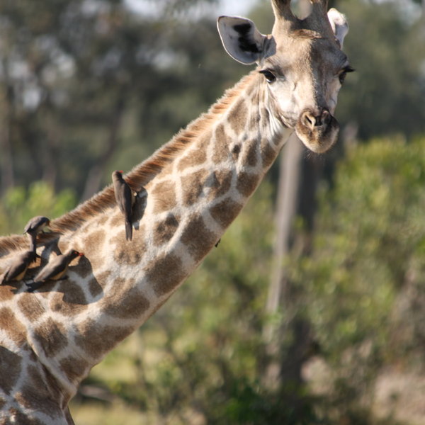 ... and the graceful giraffe is just one of the many species of antelope in the Delta.