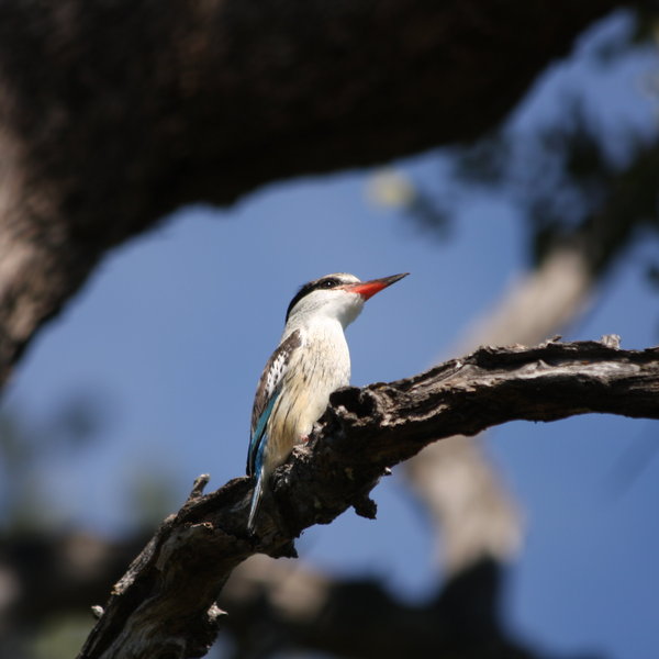 The Okavango Delta is renowned as a world-class wilderness of lagoons and waterways ...