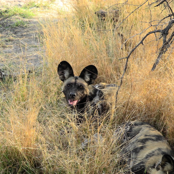 ...and the Okavango Delta is a stronghold for one of Africa's rarest large predators: wild dogs