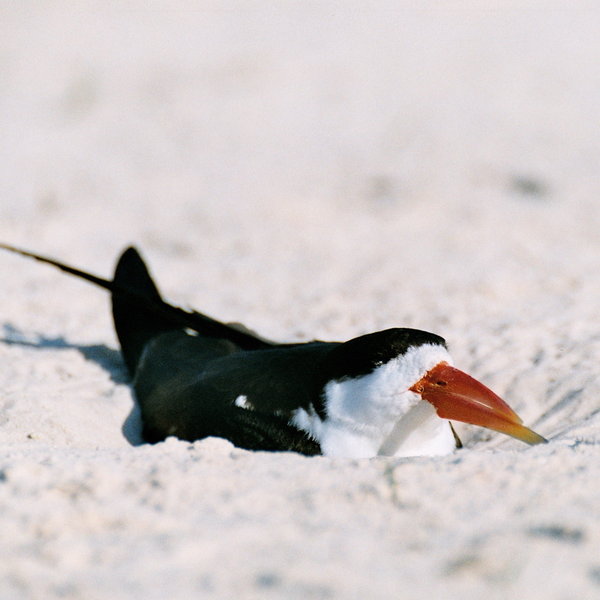 ...an African skimmer...
