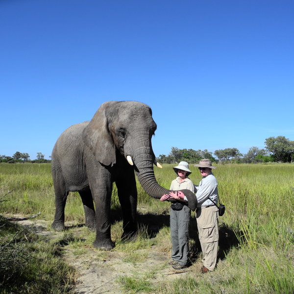 whilst walking with habituated elephants is even possible at several camps.