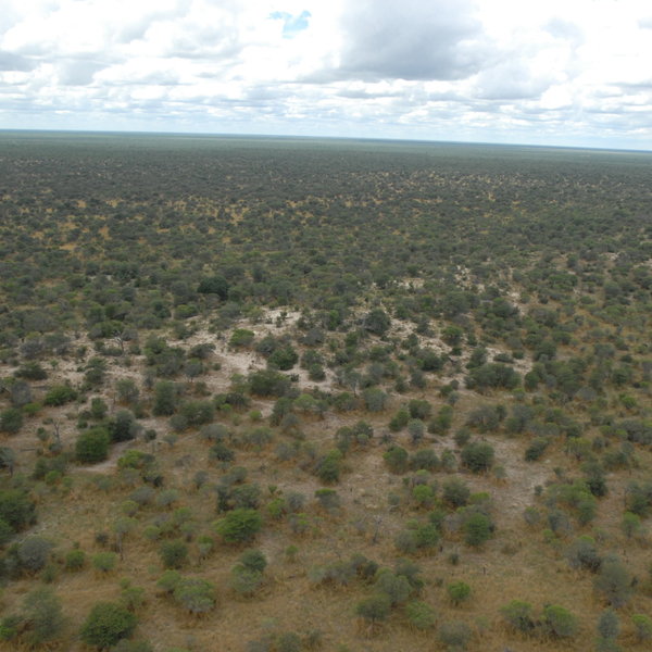 Far south of the Chobe River, in the dry heart of the national park, lies the Savuti area ...