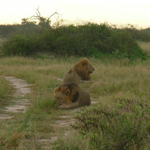 ... and some of large prides of lion which are common here.