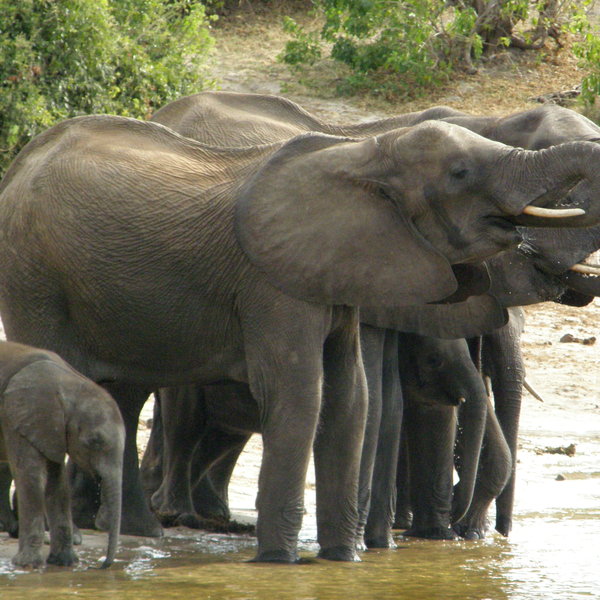 ... some of Africa's largest congregations of elephants ...