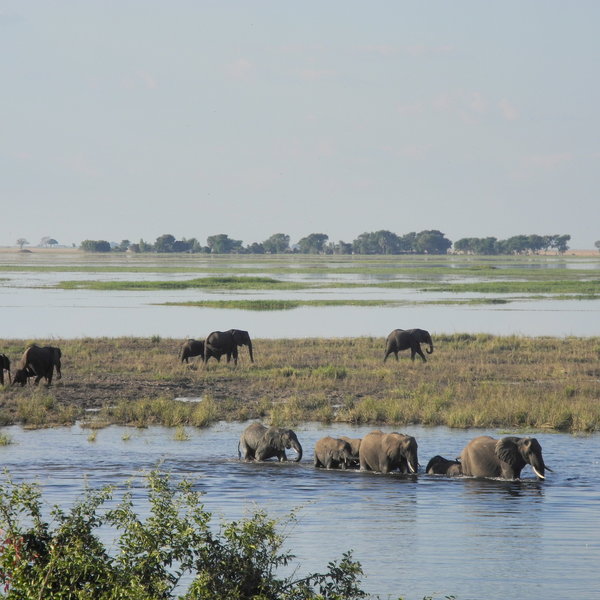 The Chobe National Park covers a large area of the northern Kalahari...