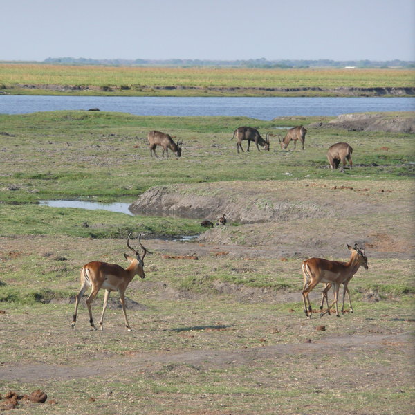 ... and is dominated by the Chobe River, which is popular with herds of animals, and people.