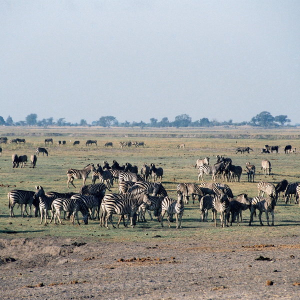 ... can get you close to the riverfront's large herds of zebra, buffalo, sable...
