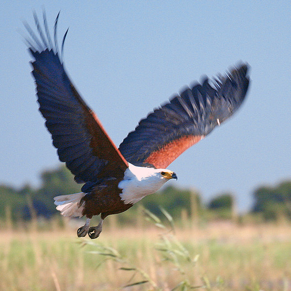 ... to the large African fish eagles, which are very common along the river.