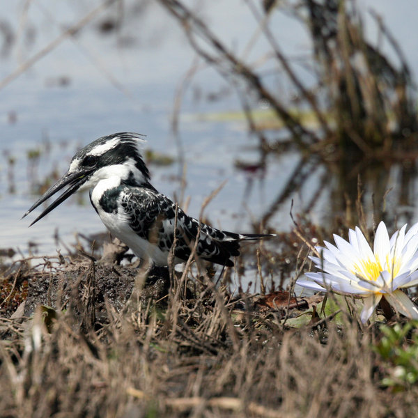 Chobe's birdlife is excellent, with many species from the entertaining pied kingfisher ...