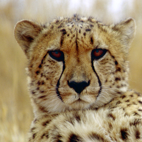 Whilst on the open grasslands of the dry Savuti Marsh, cheetah are occasionally seen.