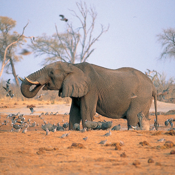 It's big game country: herds pass through Savuti for nutricious grasses and permanent water.