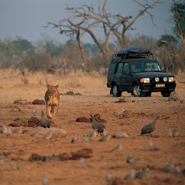 Lots of the game at Savuti is transient, but large prides of lion are permanent residents here ...