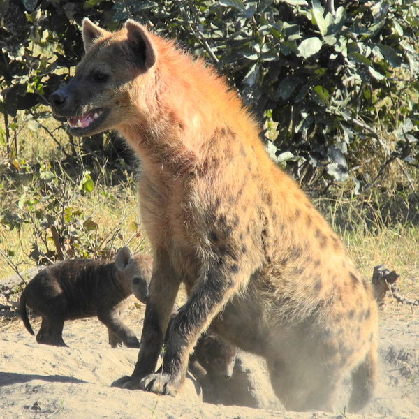 ... as are some exceedingly large packs of spotted hyena.