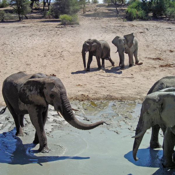 ... which attracts some entertaining big game in the dry season.