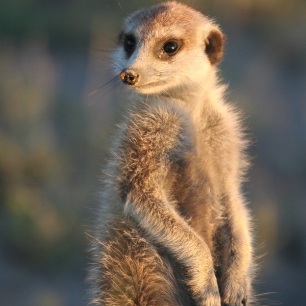 ... and bands of playful meerkats.