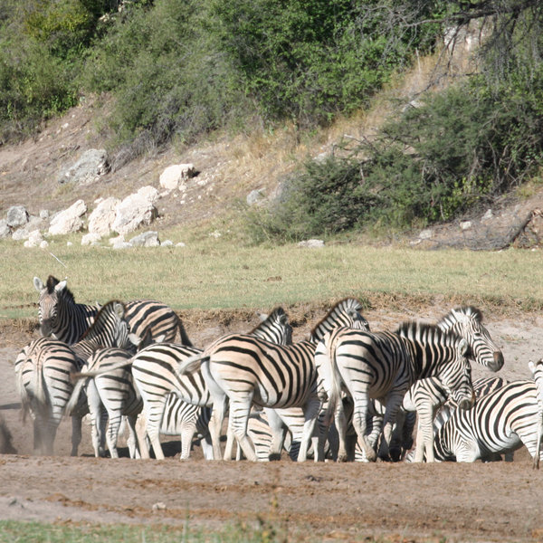 In the river valley in front of camp, there is a hide overlooking a busy waterhole ...