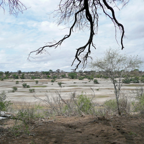 The west side of Makgadikgadi Pans National Park is bounded by the often-dry Boteti River ...