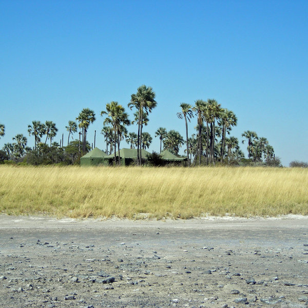 The famous Jack's Camp is set up on a larger palm island ...