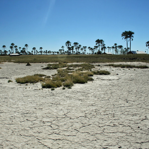 ... and in other places you will spot islands of grass, dotted with palm trees.