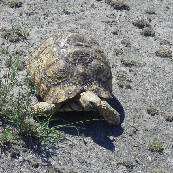 The wildlife here is not usually dense - often it's the smaller things that are interesting ...
