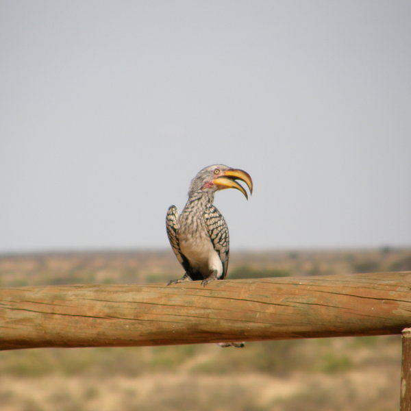 ... birds like the yellow-billed hornbill ...
