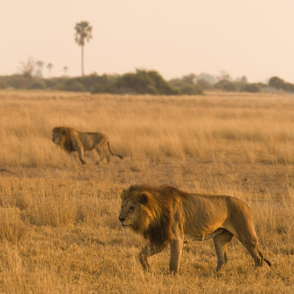 The Kwando-Linyanti area is primarily dry; it's an excellent area for big game.