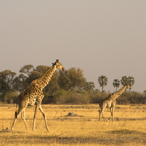 At its heart, Selinda is very open with small tree-islands standing amidst large dry plains.