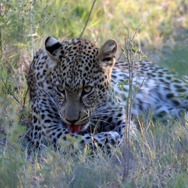 ... whilst leopards prefer the deep shade of patches of riparian forests.