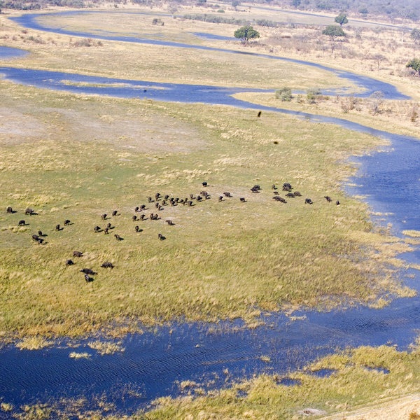 ...and created a flow in the Selinda Spillway - which has been dry for decades...