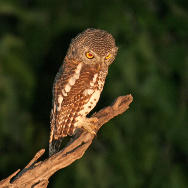 ... which give you the opportunity to observe the nocturnal species too.