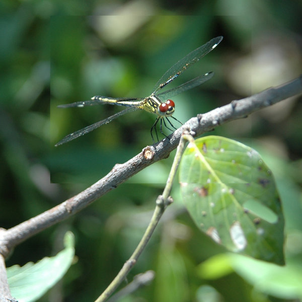 Sometimes you will catch a glimpse of tiny animals ...