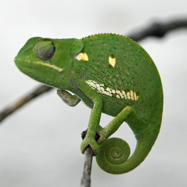 ... to see some of Botswana's smaller wildlife, such as the chameleon.