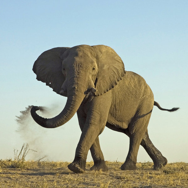 ... and breeding herds of elephants congregate in June-July, staying until December.