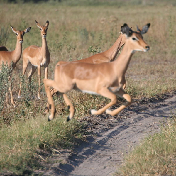 There are no fences in the Kwando-Linyati area and therefore the large herds move freely.