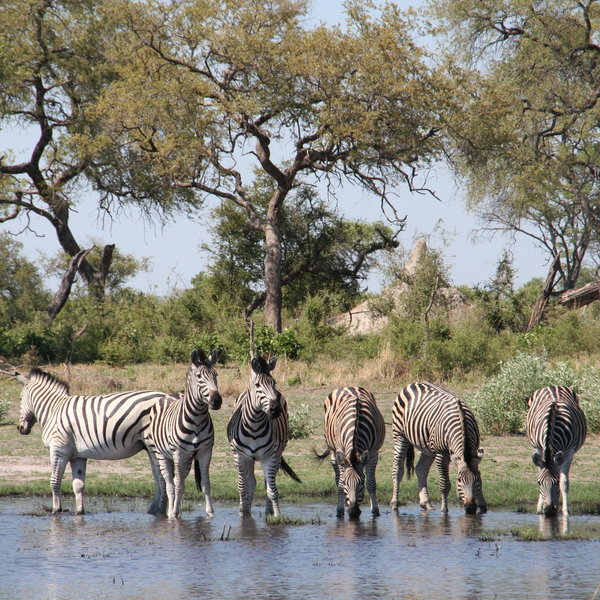 During the dry season the game is drawn down to just a few permanent waterways...