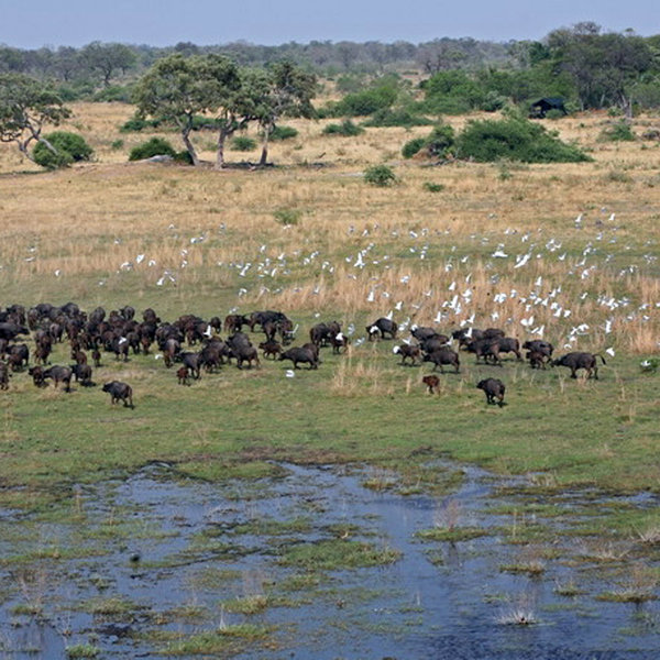 There is a high concentration of buffallo herds ...