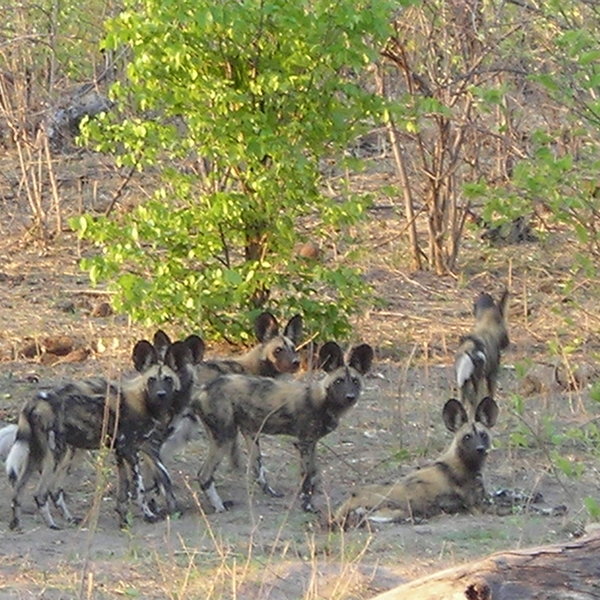 ... whilst wild dogs often prefer to stay near their dens, hidden away in the undergrowth.