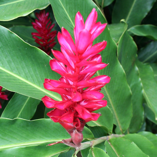 Visit the botanical gardens...