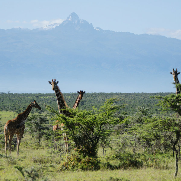 Reticulated giraffe on El Karama Ranch, with Mount Kenya rising behind.