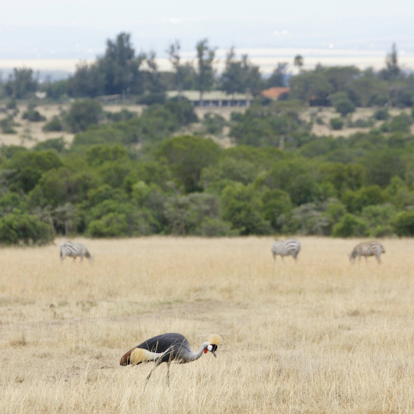 Other conservancies, such as Ol Pejeta feel more managed, but have great wildlife.