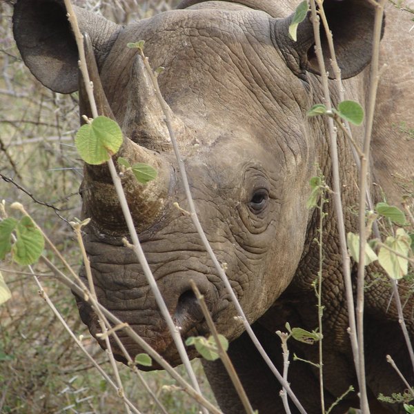 Laikipia is renowned for its rare species breeding programmes – notably black rhinos.