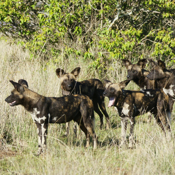 Laikipia offers good chances to see wild dogs - this pack was tracked at Sosian.