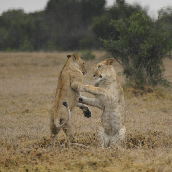 Big cats are not seen as often as in some parts of Kenya, but sightings are still common…