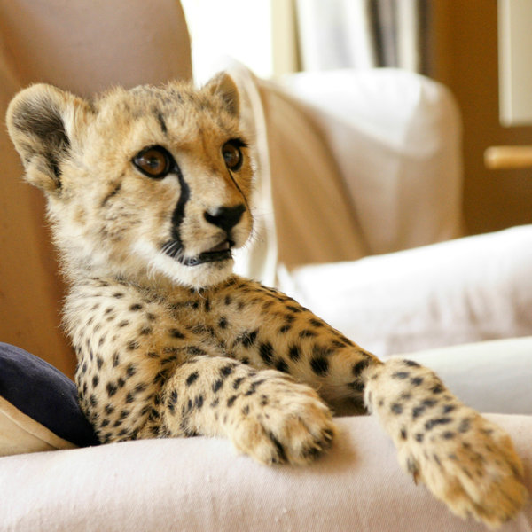 …occasionally in unlikely places (cheetah orphans are often raised by residents).